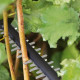 Bosch battery-powered hedge trimmer UniversalHedgeCut 18V-50 18V 50cm cutting step 20mm 2.3kg without battery and spare part (0.600.849.K00)