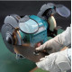 Makita Точильний верстат GB 602 W (GB602W)