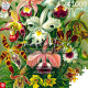 GoodLoot Ernst Haeckel Orchid 1000 (5908305247531)