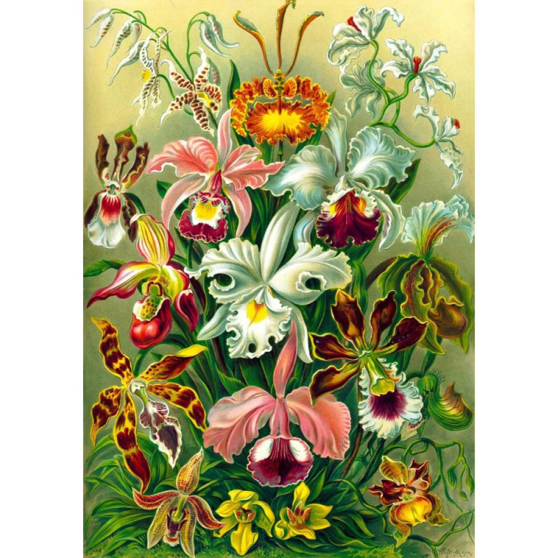 GoodLoot Ernst Haeckel Orchid 1000 (5908305247531)