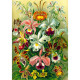 GoodLoot Ernst Haeckel Orchid 1000 (5908305247531)