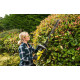 Ryobi Кущоріз акумуляторний Max Power RHT36C61R20S 36В акб 1х2А·год 60см крок різу 26мм 2.8кг (5133004661)