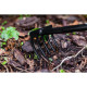 Verto Garden rake, width 9cm, 34cm, 0.2kg (15G407)