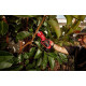 Milwaukee M12 BLPRS-202 cordless pruner 12V battery 2x2A h ZP C12C cutting d 32mm 1.5kg (4933480115)