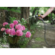 Karcher Шланг садовий Performance Premium 5/8" 25м 3 шари до 40бар -20…+65°C (2.645-326.0)