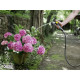 Karcher Шланг Performance Premium 1/2 - 50 м (2.645-325.0)